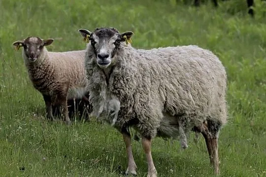 Owce rasy Shetland, Śląskie, Dzięgielów