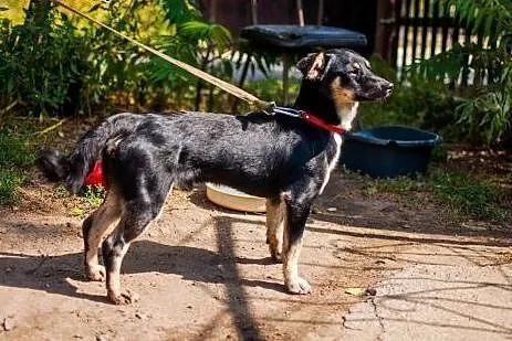 Niko - młodziutki, malutki psiak po przejściach,  