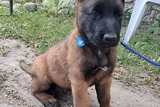 Owczarek Belgijski Malinois