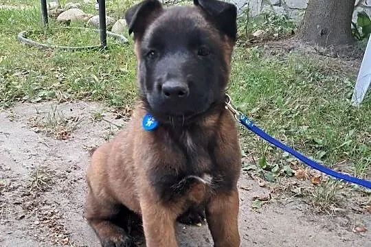 Owczarek Belgijski Malinois, Lubelskie, Łęczna