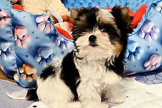 Prześliczna suczka Biewer Yorkshire Terrier