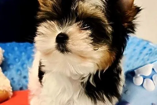 Prześliczna suczka Biewer Yorkshire Terrier, Śląskie, Orzesze