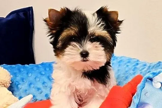 Prześliczna suczka Biewer Yorkshire Terrier, Śląskie, Orzesze
