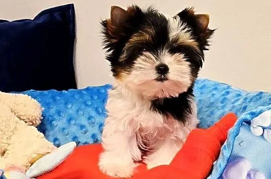Prześliczna suczka Biewer Yorkshire Terrier, Śląskie, Orzesze