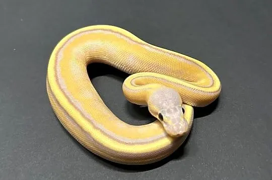 Pyton regius Banana