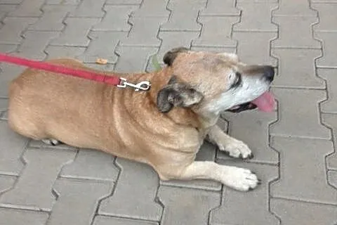 Zetek - bardzo łagodny  psiak do adopcji,  śląskie Katowice