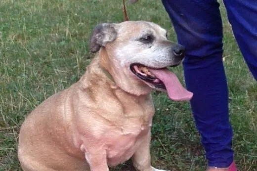 Zetek - bardzo łagodny  psiak do adopcji,  śląskie