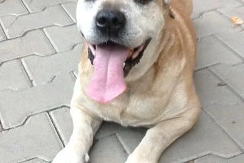 Zetek - bardzo łagodny  psiak do adopcji,  śląskie