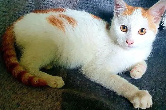 FILIP - 5 miesięczny, kochany kotek szuka domu!, Mazowieckie, Warszawa