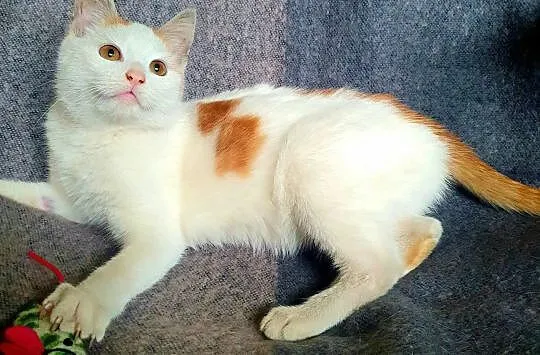 FILIP - 5 miesięczny, kochany kotek szuka domu!, Mazowieckie, Warszawa