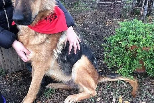 2 letnia, przepiękna sunia OWCZARKA NIEM_, wesoła i przyjazna  Sara