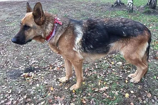 2 letnia, przepiękna sunia OWCZARKA NIEM_, wesoła 