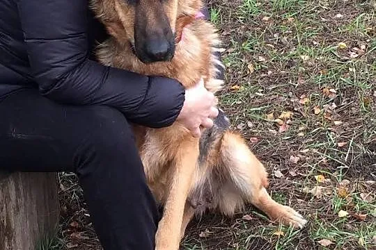 2 letnia, przepiękna sunia OWCZARKA NIEM_, wesoła 