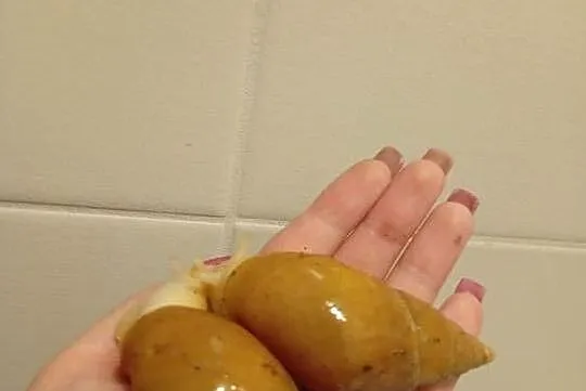 Ślimak afrykański, Świętokrzyskie, Kielce