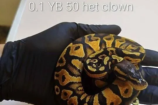 Sprzedam młode pytony królewskie, Łódzkie, Chechło Drugie