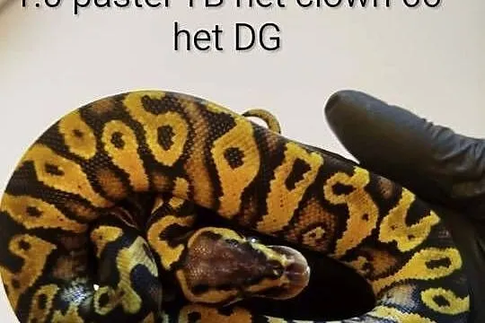 Sprzedam młode pytony królewskie, Łódzkie, Chechło Drugie