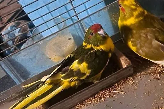 Witam posiadam na sprzedaż papugi, Małopolskie, Wawrzeńczyce