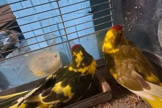 Witam posiadam na sprzedaż papugi, Małopolskie, Wawrzeńczyce