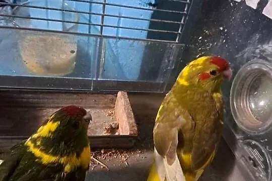 Witam posiadam na sprzedaż papugi, Małopolskie, Wawrzeńczyce