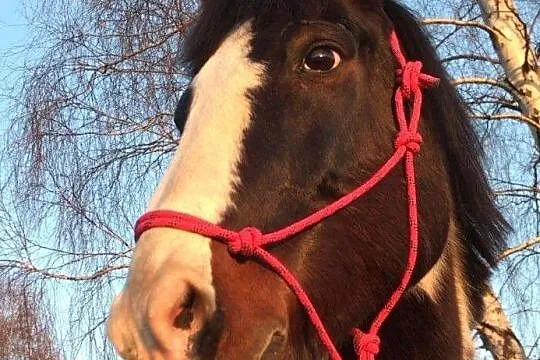 Dzierżawa konia do lekkiej rekreacji, Śląskie, Jaworzno