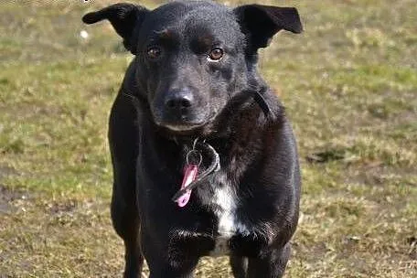 Pascal-15kg, czarny, łagodny, spokojny, nienachalny,  dolnośląskie Wrocław, 