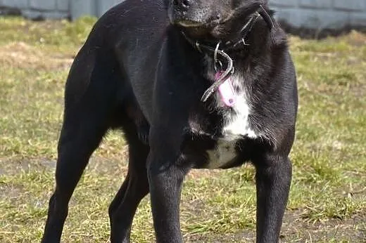 Pascal-15kg, czarny, łagodny, spokojny, nienachalny,  dolnośląskie Wrocław, 