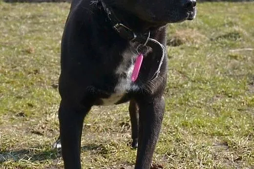 Pascal-15kg, czarny, łagodny, spokojny, nienachalny,  dolnośląskie Wrocław, 