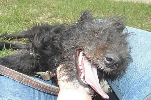 Cleo mała, młodziutka, śliczna sunia.,  podkarpack