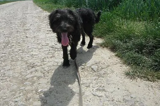 Cleo mała, młodziutka, śliczna sunia.,  podkarpack