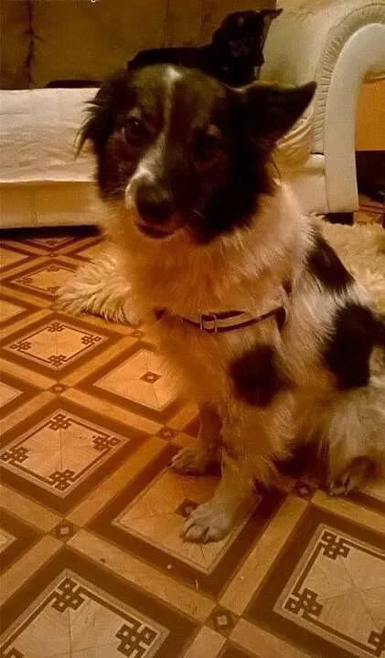 7 letnia Malinka. Dziewczyna jak malina szuka domu