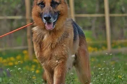 Torin to piękny owczarek do pokochania.,  lubelski