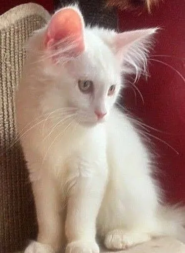 kociaki mainecoon dostepne, , Bydgoszcz