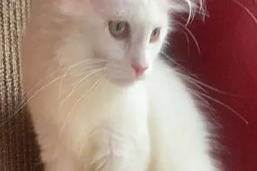 kociaki mainecoon dostepne, , Bydgoszcz