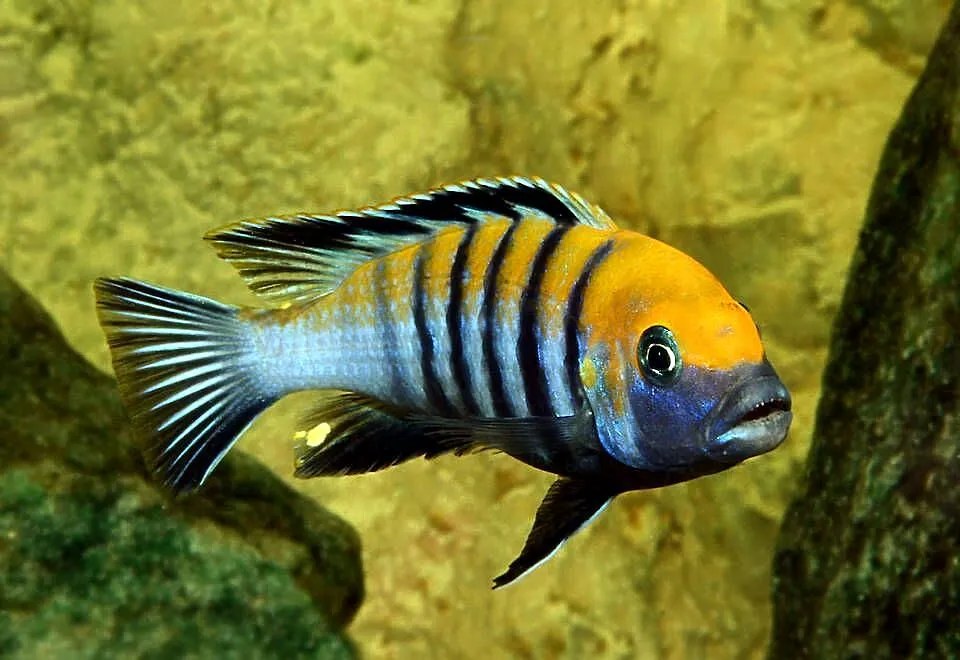 pyszczak, Cynotilapia afra