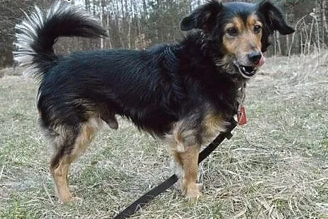 Lomo – łagodny i grzeczny psiaczek do po