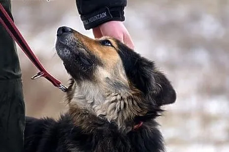 Aria owczarkowata młoda sunia do adopcji!,  Kundel