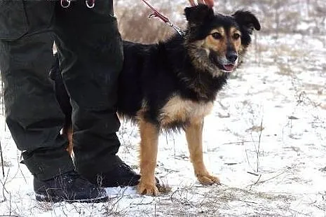 Aria owczarkowata młoda sunia do adopcji!,  Kundel
