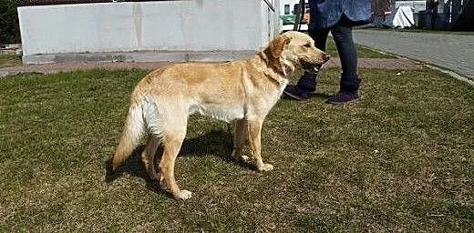 Pies szuka dobrego domu, kujawsko-pomorskie Bydgo