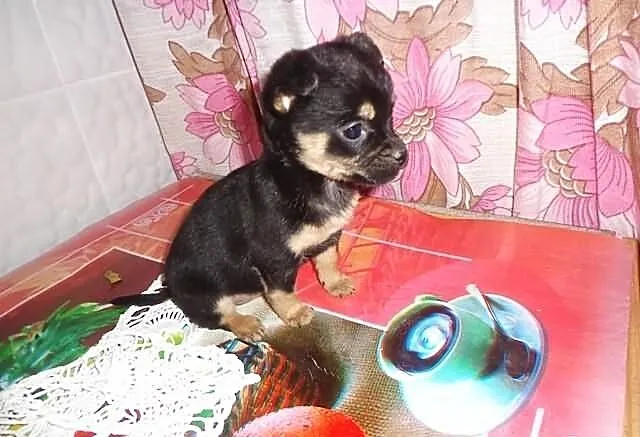 Sunia chihuahua mini micro