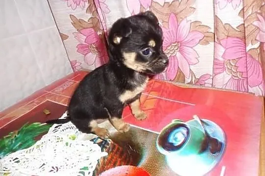Sunia chihuahua mini micro