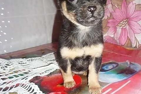 Sunia chihuahua mini micro