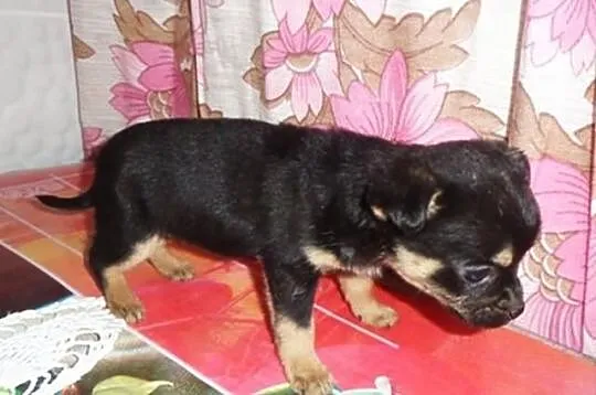 Sunia chihuahua mini micro