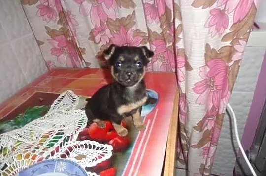 Sunia chihuahua mini micro