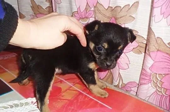 Sunia chihuahua mini micro