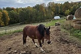 Sprzedam klacz zimnokrwiste w wieku 12lat i 3lat