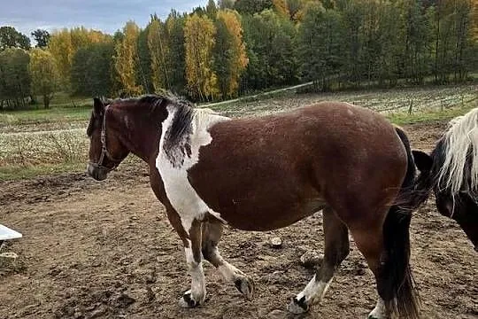 Sprzedam klacz zimnokrwiste w wieku 12lat i 3lat, Świętokrzyskie, Jeziorko