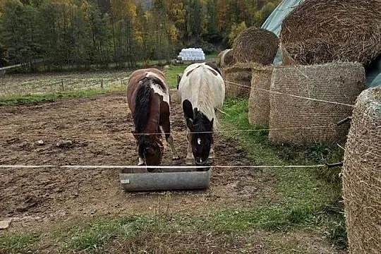 Sprzedam klacz zimnokrwiste w wieku 12lat i 3lat, Świętokrzyskie, Jeziorko