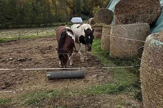Sprzedam klacz zimnokrwiste w wieku 12lat i 3lat, Świętokrzyskie, Jeziorko