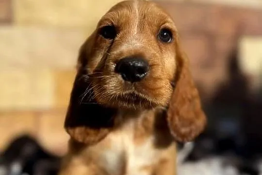 Śliczny piesek Cocker Spaniel Angielki Gold z rodowodowem