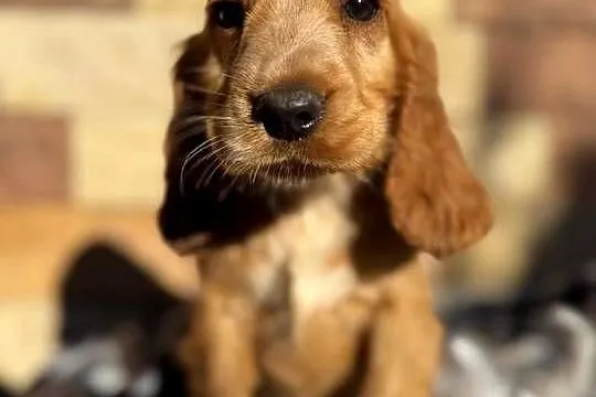 Śliczny piesek Cocker Spaniel Angielki Gold z rodowodowem, Małopolskie, Kraków